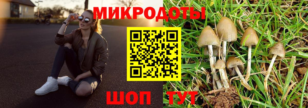 Псилоцибиновые грибы Psilocybe Тара